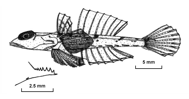 (Protogrammus) Род ПРОТОГРАММЫ 2 вида